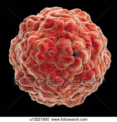 Parechovirus, illustration View Large Photo Image Stock Image - Parechovirus, illustration. Fotosearch