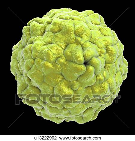 Parechovirus, illustration View Large Photo Image Stock Image - Parechovirus, illustration. Fotosearch