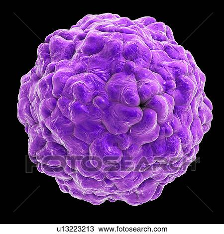 Parechovirus, illustration View Large Photo Image Stock Image - Parechovirus, illustration. Fotosearch