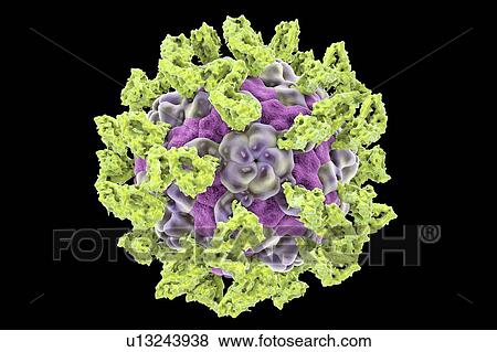 Parechovirus with integrin, illustration View Large Photo Image Stock Photo - Parechovirus with integrin, illustration. Fotosearch