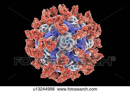 Stock Photo - Parechovirus with integrin, illustration. Fotosearch