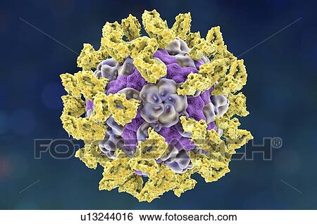 Parechovirus with integrin, illustration View Large Photo Image Stock Photograph - Parechovirus with integrin, illustration. Fotosearch