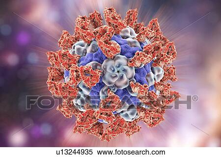 Parechovirus with integrin, illustration View Large Photo Image Stock Photography - Parechovirus with integrin, illustration. Fotosearch