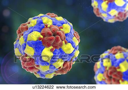 Parechoviruses, illustration View Large Photo Image Stock Image - Parechoviruses, illustration. Fotosearch