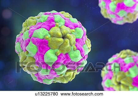 Parechoviruses, illustration View Large Photo Image Stock Image - Parechoviruses, illustration. Fotosearch