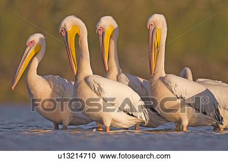 Pelicans in the water View Large Photo Image Stock Image - Pelicans in the water. Fotosearch