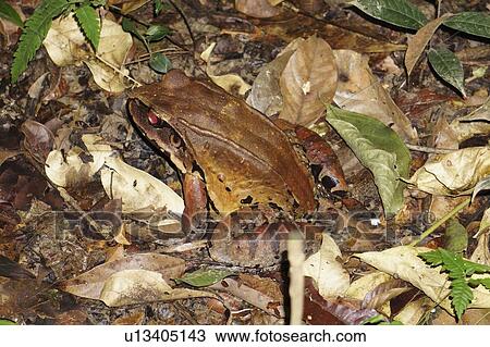 Poison dart frog View Large Photo Image Stock Image - Poison dart frog. Fotosearch