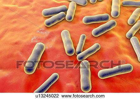 Propionibacterium bacteria, illustration View Large Photo Image Stock Image - Propionibacterium bacteria, illustration. Fotosearch