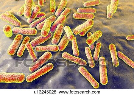 Propionibacterium bacteria, illustration View Large Photo Image Stock Photo - Propionibacterium bacteria, illustration. Fotosearch
