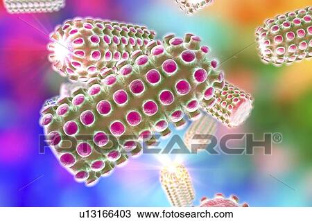 Stock Image - Rabies virus particles, illustration. Fotosearch