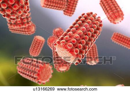 Rabies virus particles, illustration View Large Photo Image Stock Photo - Rabies virus particles, illustration. Fotosearch