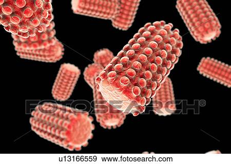 Stock Photo - Rabies virus particles, illustration. Fotosearch