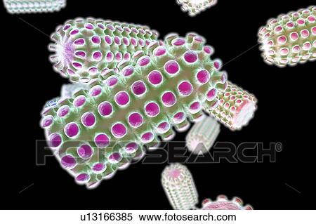 Stock Photography - Rabies virus particles, illustration. Fotosearch