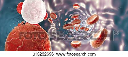 Red blood cells, illustration View Large Photo Image Stock Photograph - Red blood cells, illustration. Fotosearch