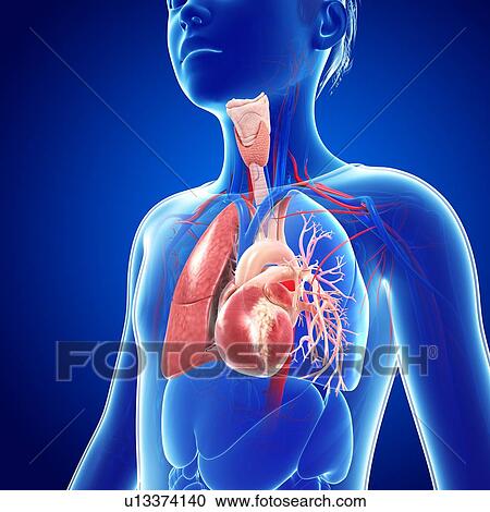 Stock Image - Respiratory system, illustration. Fotosearch