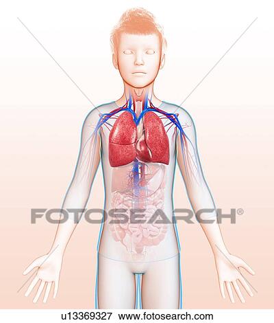 Stock Photo - Respiratory system, illustration. Fotosearch