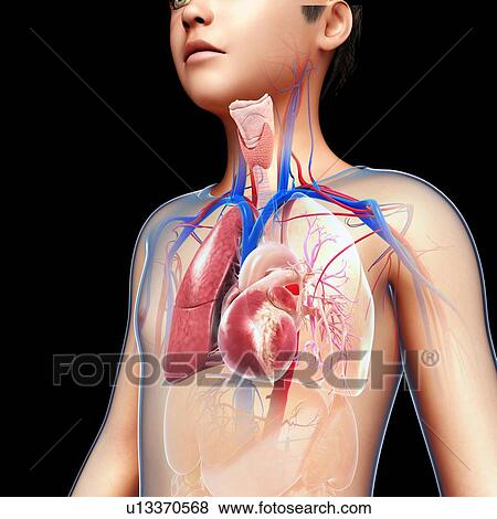 Stock Photo - Respiratory system, illustration. Fotosearch