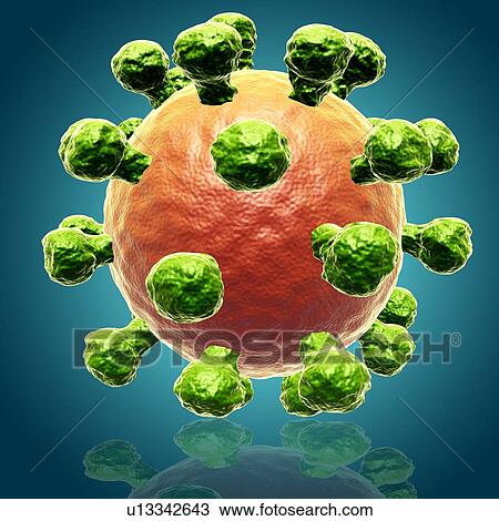 Stock Image - Rhinovirus, illustration. Fotosearch