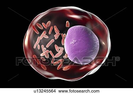 Rickettsia bacteria, illustration View Large Photo Image Picture - Rickettsia bacteria, illustration. Fotosearch