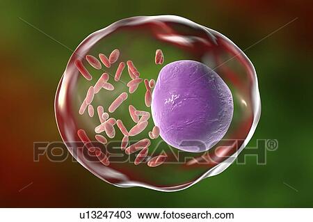 Rickettsia bacteria, illustration View Large Photo Image Stock Image - Rickettsia bacteria, illustration. Fotosearch