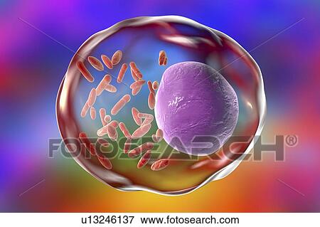 Rickettsia bacteria, illustration View Large Photo Image Stock Photo - Rickettsia bacteria, illustration. Fotosearch