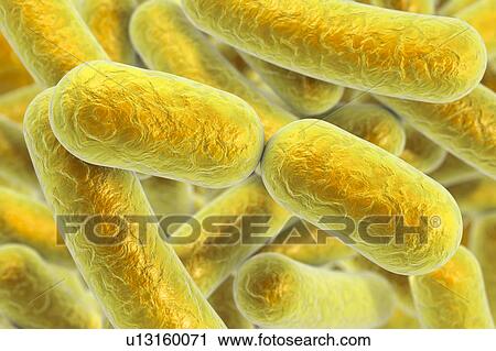 Rod-shaped bacteria, illustration View Large Photo Image Stock Image - Rod-shaped bacteria, illustration. Fotosearch