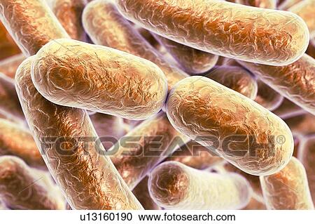 Rod-shaped bacteria, illustration View Large Photo Image Stock Image - Rod-shaped bacteria, illustration. Fotosearch
