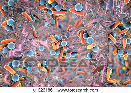 Rod-shaped bacteria, illustration View Large Photo Image Stock Image - Rod-shaped bacteria, illustration. Fotosearch