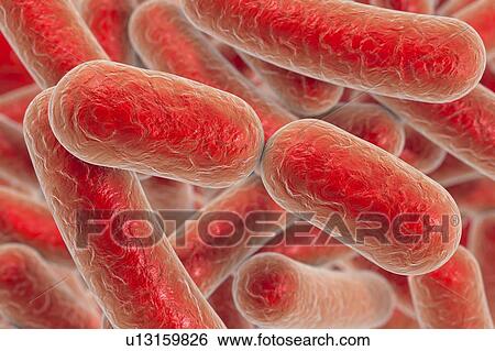 Rod-shaped bacteria, illustration View Large Photo Image Stock Photograph - Rod-shaped bacteria, illustration. Fotosearch