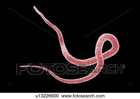 Roundworm, illustration View Large Photo Image Stock Image - Roundworm, illustration. Fotosearch