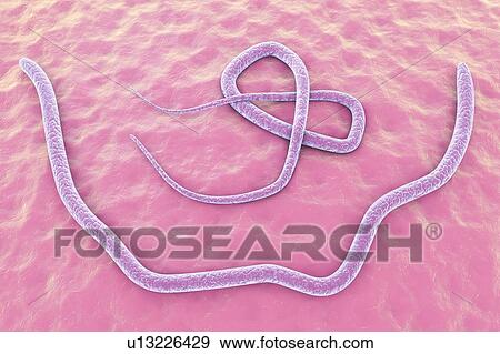 Stock Photo - Roundworm, illustration. Fotosearch