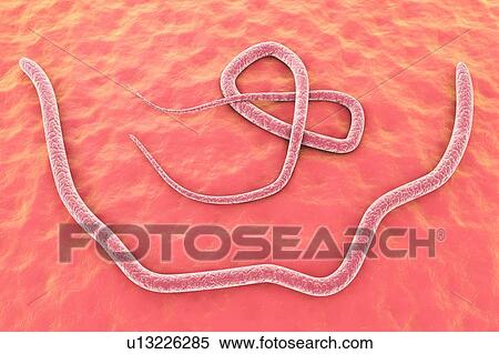 Stock Photography - Roundworm, illustration. Fotosearch
