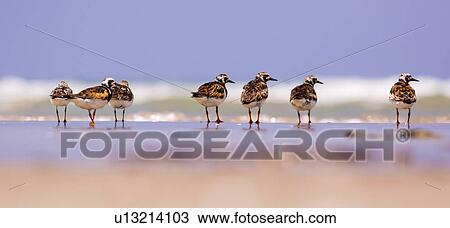Stock Image - Ruddy Turnstone (Arenaria interpres). Fotosearch