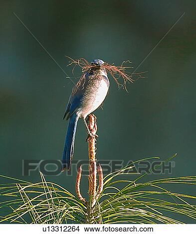 Picture - Scrub Jay. Fotosearch