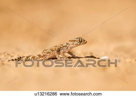 Short-fingered Gecko View Large Photo Image Stock Photograph - Short-fingered Gecko. Fotosearch