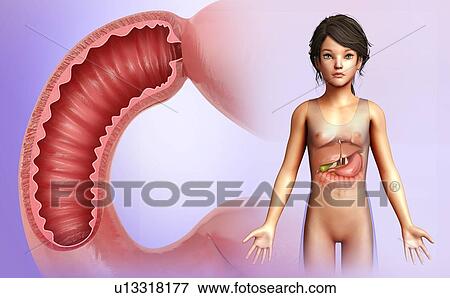 Stock Photo - Small intestine anatomy, illustration. Fotosearch