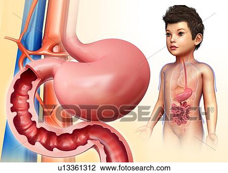 Small intestine, illustration View Large Photo Image Stock Image - Small intestine, illustration. Fotosearch