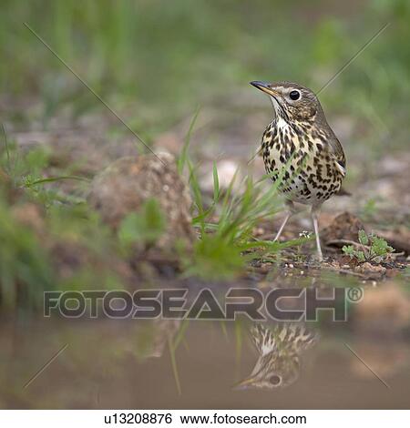 Stock Photograph - Song Thrush (Turdus philomelos). Fotosearch