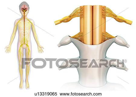 Stock Photography - Spinal cord anatomy, illustration. Fotosearch