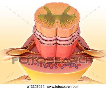 Stock Image - Spinal cord, illustration. Fotosearch