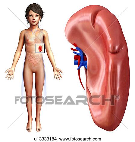 Spleen anatomy, illustration View Large Photo Image Picture - Spleen anatomy, illustration. Fotosearch