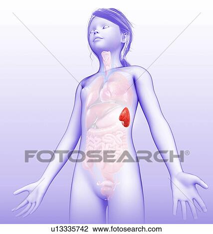 Spleen anatomy, illustration View Large Photo Image Stock Image - Spleen anatomy, illustration. Fotosearch