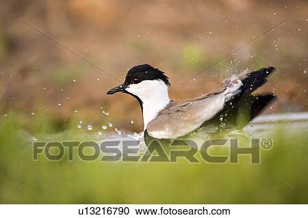 Stock Image - Spur-winged Lapwing (Vanellus spinosus). Fotosearch