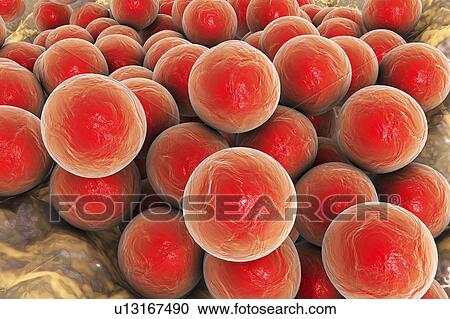 Staphylococci bacteria, illustration View Large Photo Image Stock Image - Staphylococci bacteria, illustration. Fotosearch