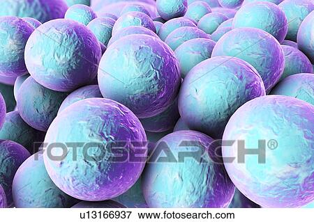 Staphylococci bacteria, illustration View Large Photo Image Stock Photo - Staphylococci bacteria, illustration. Fotosearch