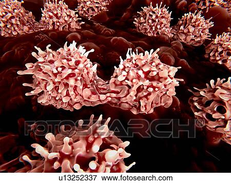 Stock Photo - Stem cells dividing, illustration. Fotosearch