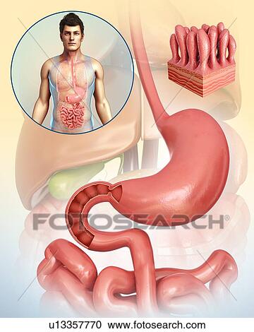 Stock Image - Stomach and small intestine, illustration. Fotosearch