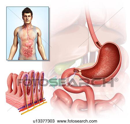 Stomach and small intestine, illustration View Large Photo Image Stock Image - Stomach and small intestine, illustration. Fotosearch