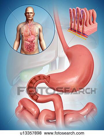 Stock Photo - Stomach and small intestine, illustration. Fotosearch