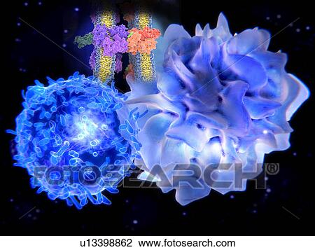 T-cell and dendritic cell interacting View Large Photo Image Stock Image - T-cell and dendritic cell interacting. Fotosearch